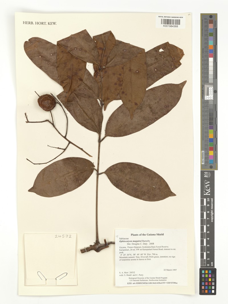 Ophiocaryon maguirei