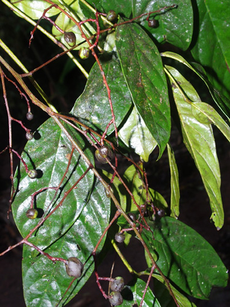 Ophiocaryon manausense