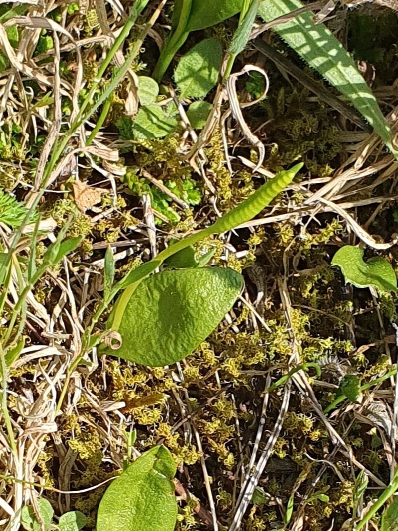 Ophioglossum × pseudoazoricum
