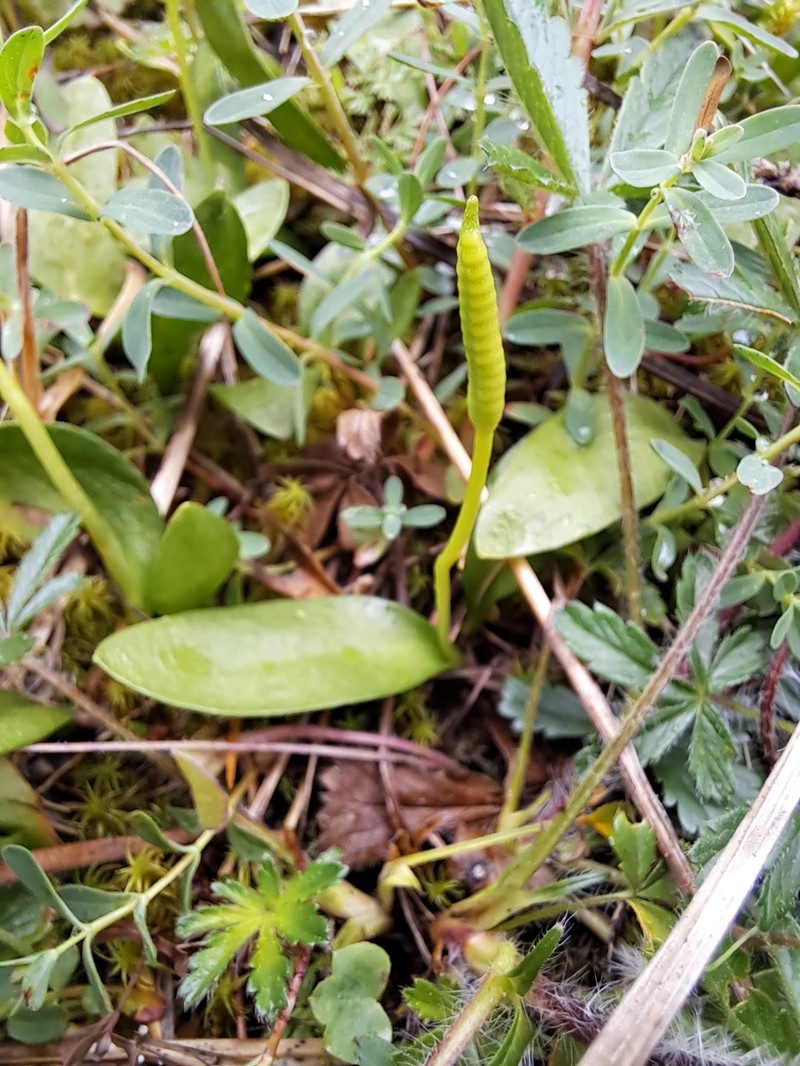Ophioglossum × pseudoazoricum photo 2