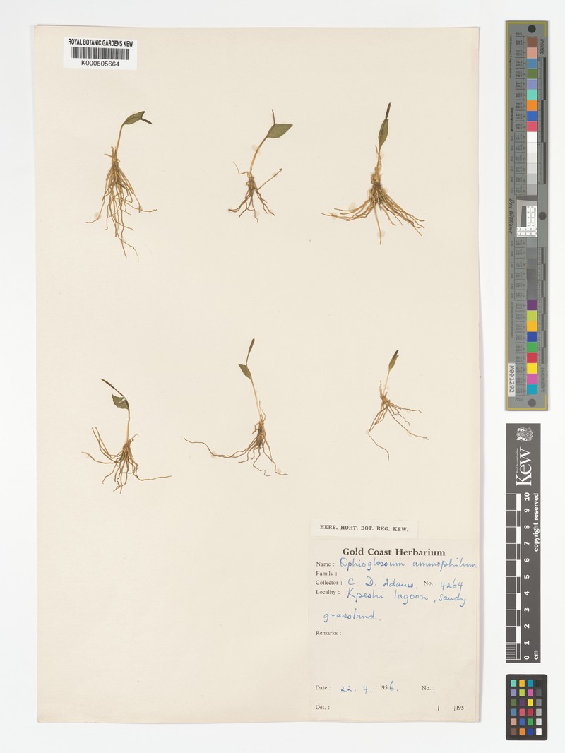 Ophioglossum ammophilum
