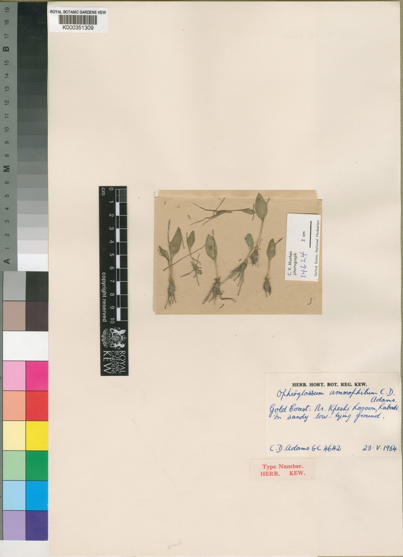 Ophioglossum ammophilum photo 3