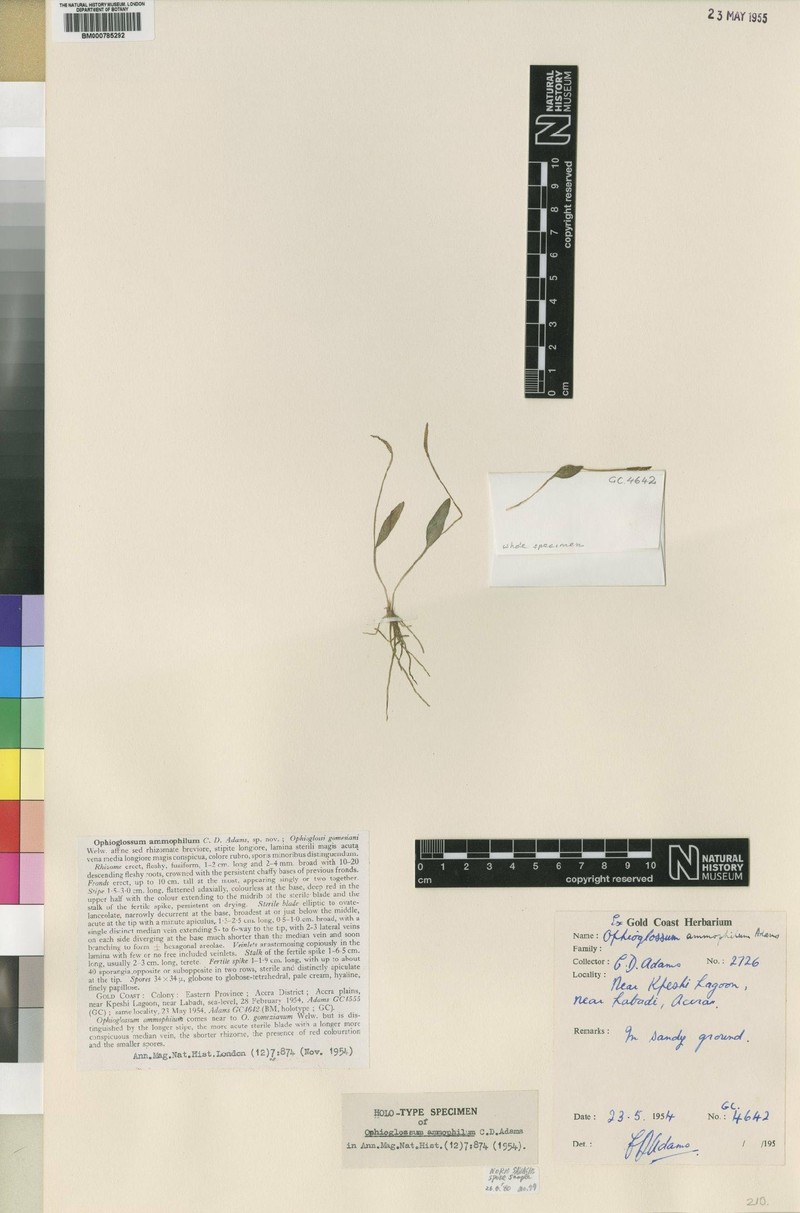 Ophioglossum ammophilum photo 4