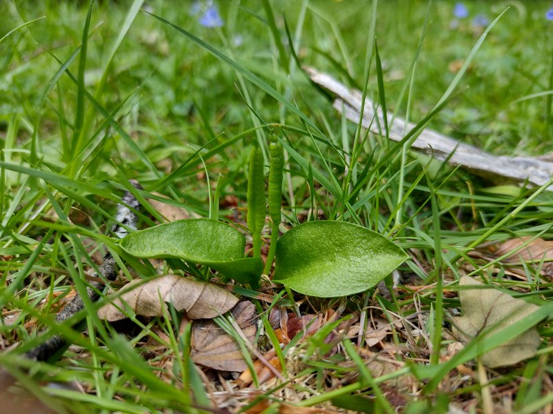 Adderstongue photo 2
