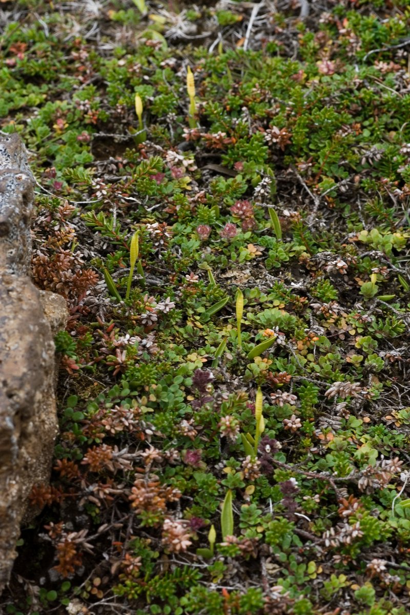 Adderstongue photo 7