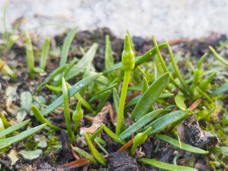 Ophioglossum bergianum