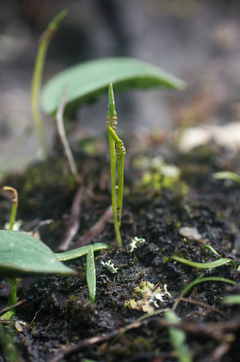 Ophioglossum bergianum photo 2