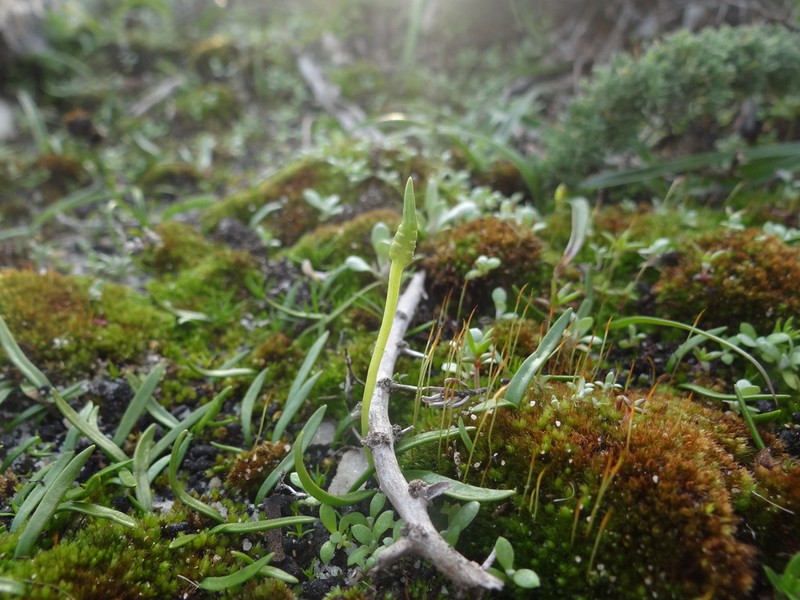Ophioglossum bergianum photo 3