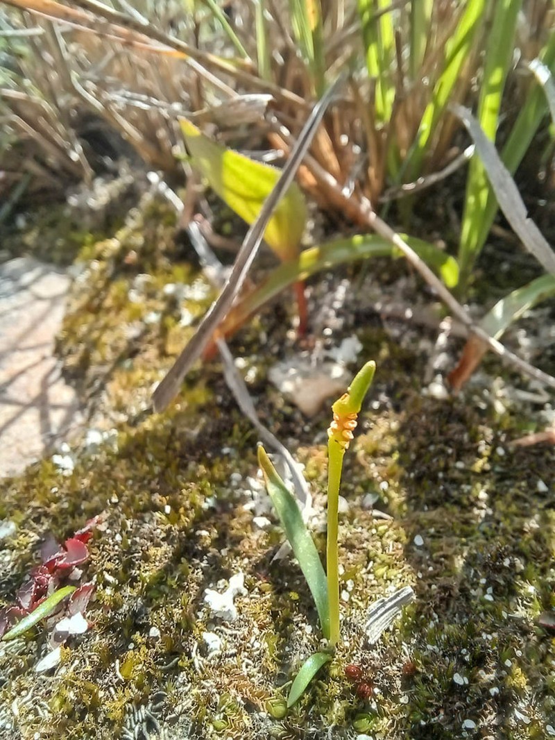 Ophioglossum bergianum photo 4