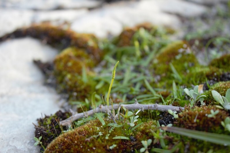 Ophioglossum bergianum photo 5