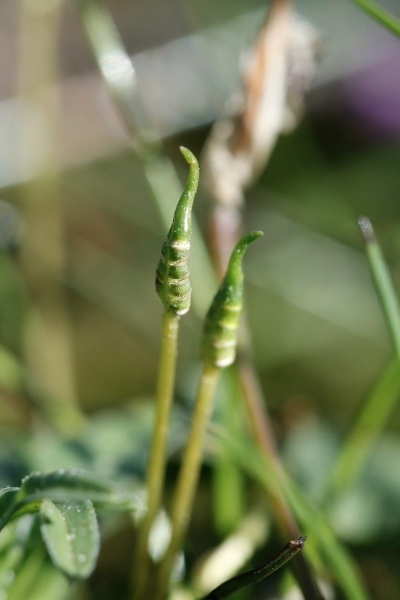 Ophioglossum bergianum photo 6