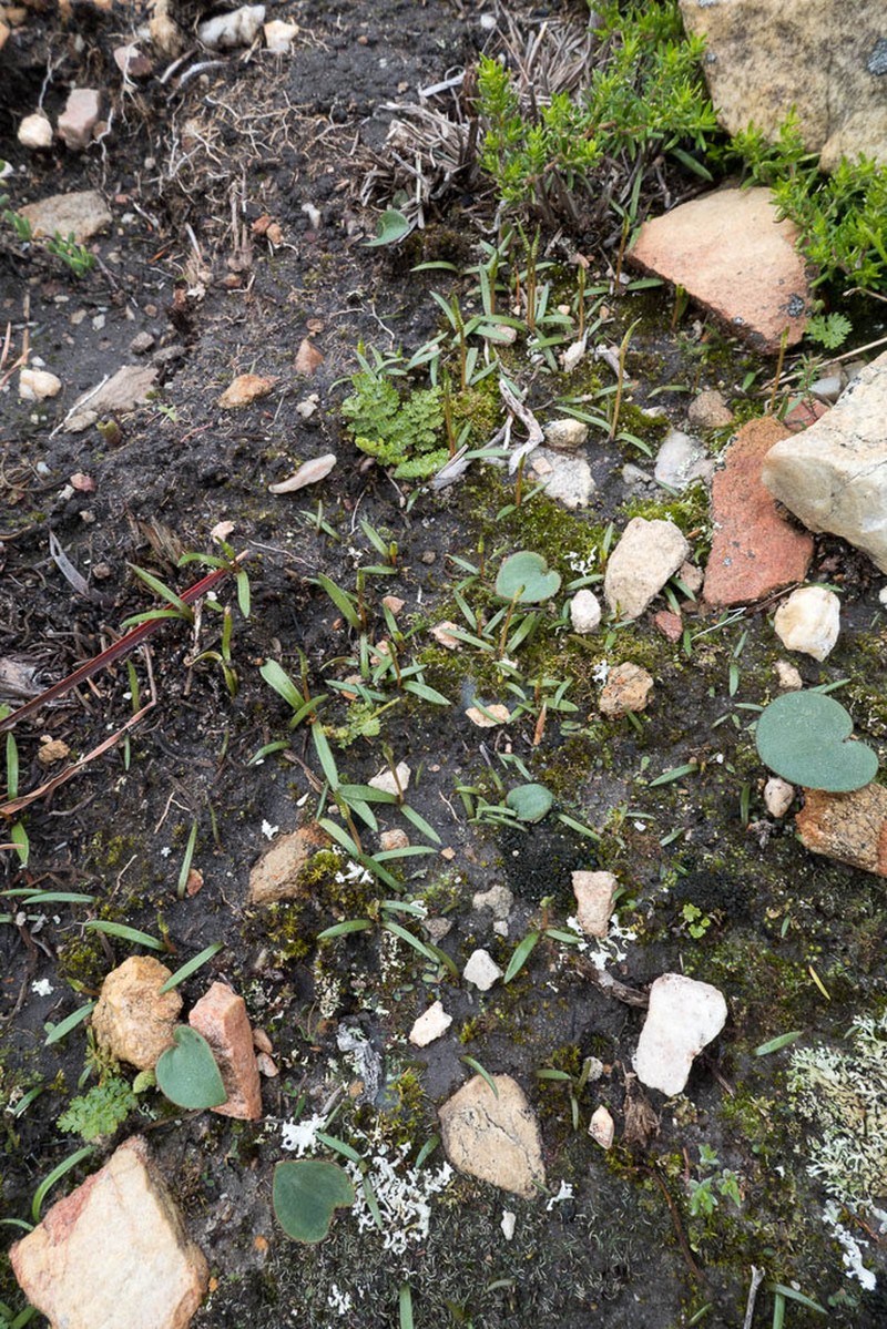 Ophioglossum bergianum photo 7