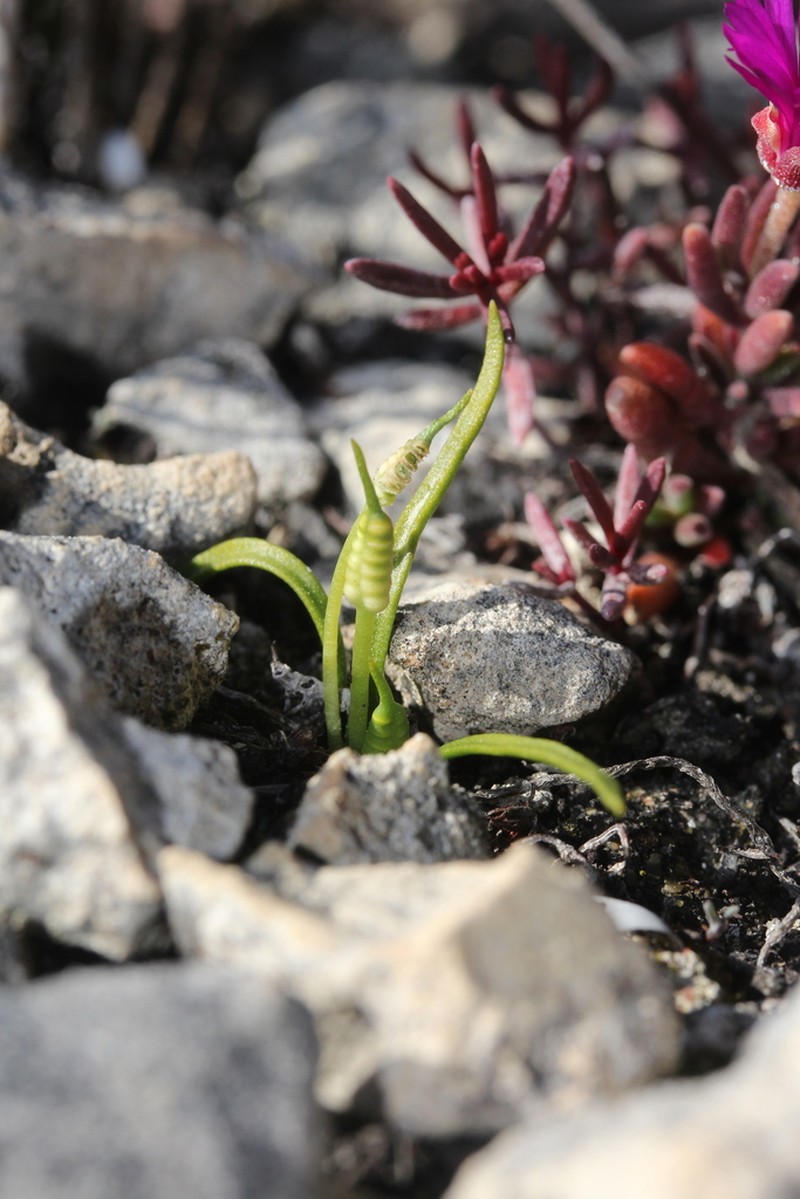 Ophioglossum bergianum photo 8