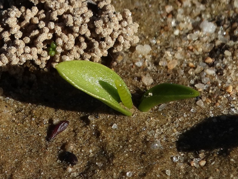 California Adderstongue photo 7