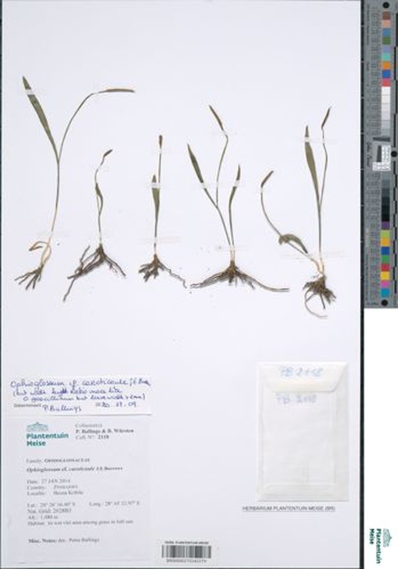 Ophioglossum caroticaule