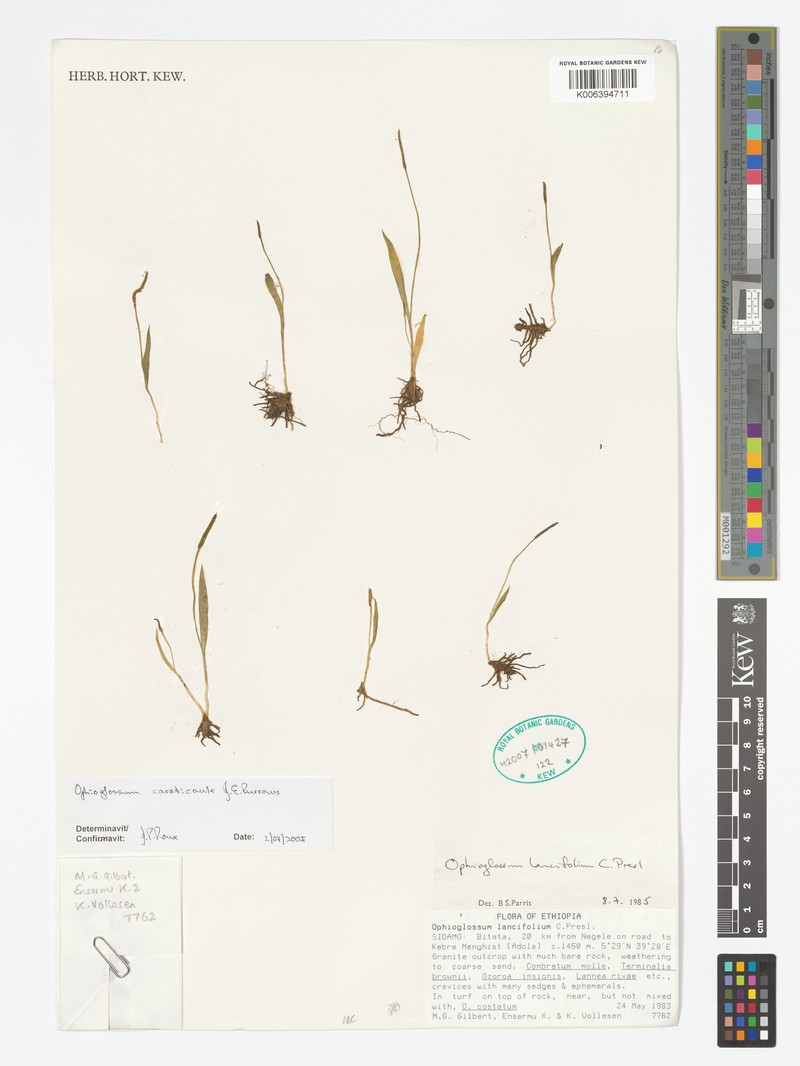 Ophioglossum caroticaule photo 2