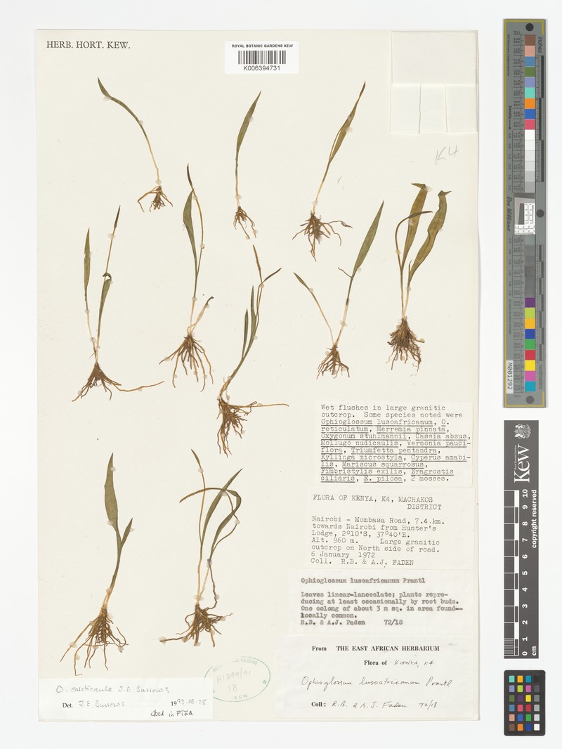 Ophioglossum caroticaule photo 3
