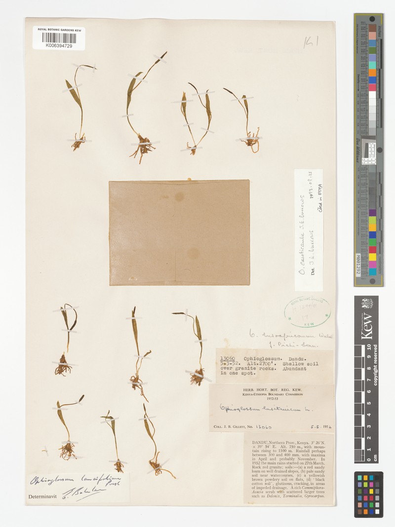 Ophioglossum caroticaule photo 4
