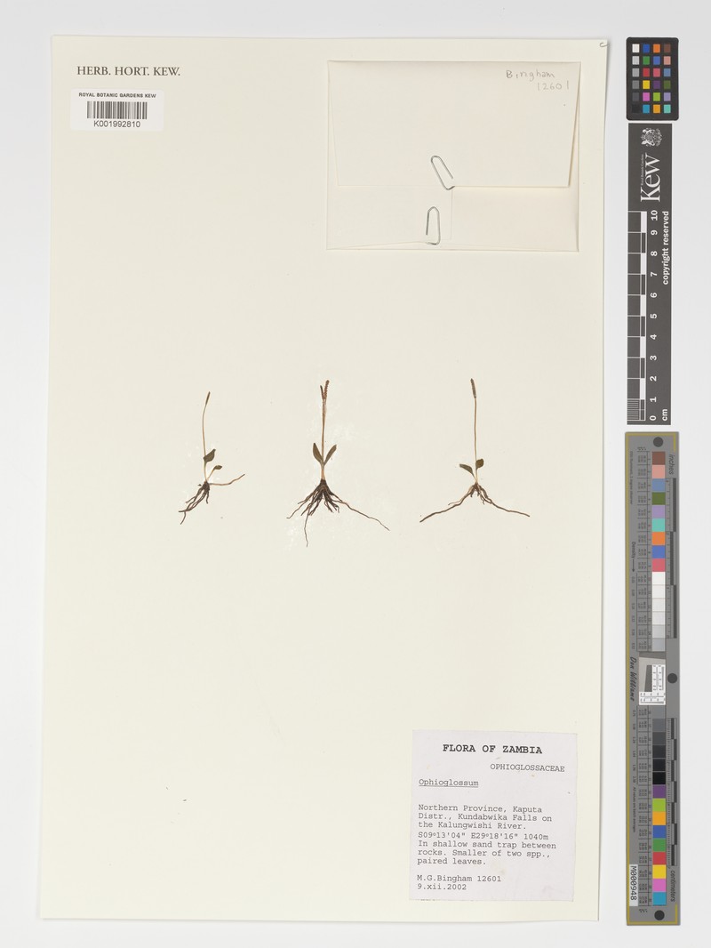 Ophioglossum convexum