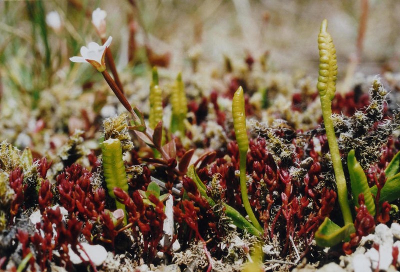 Ophioglossum coriaceum