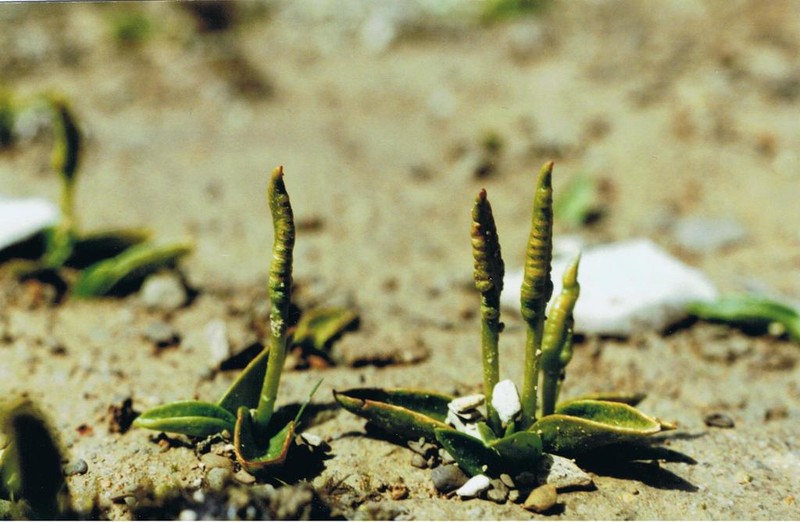 Ophioglossum coriaceum photo 2