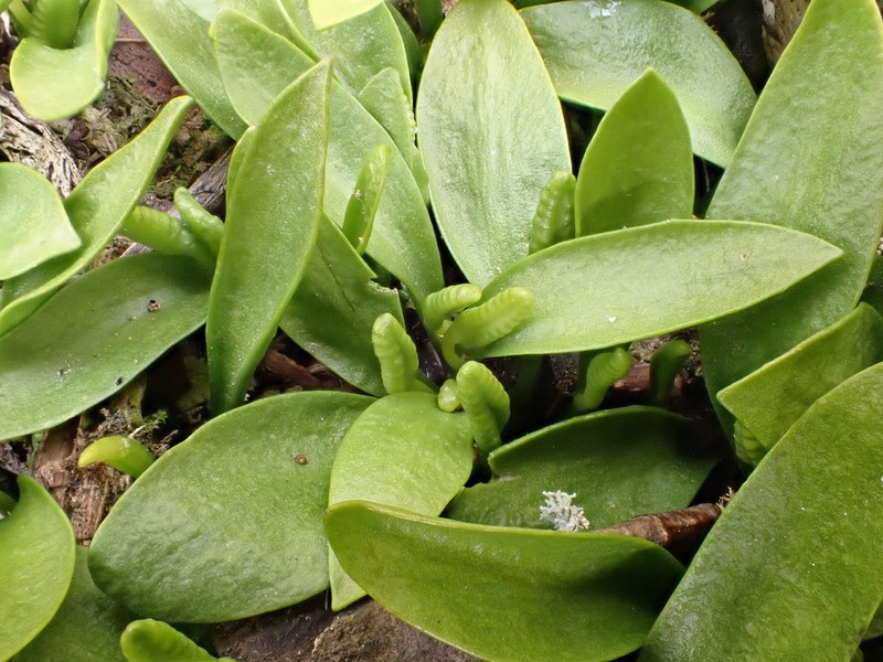 Ophioglossum coriaceum photo 3