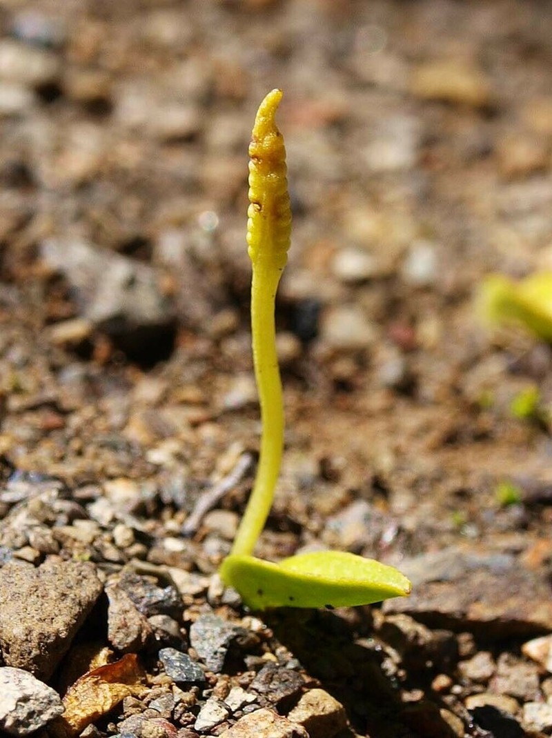 Ophioglossum coriaceum photo 4