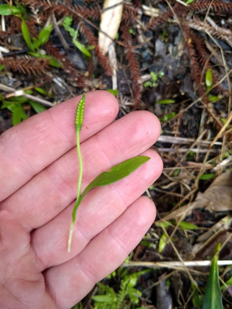 Ophioglossum coriaceum photo 5