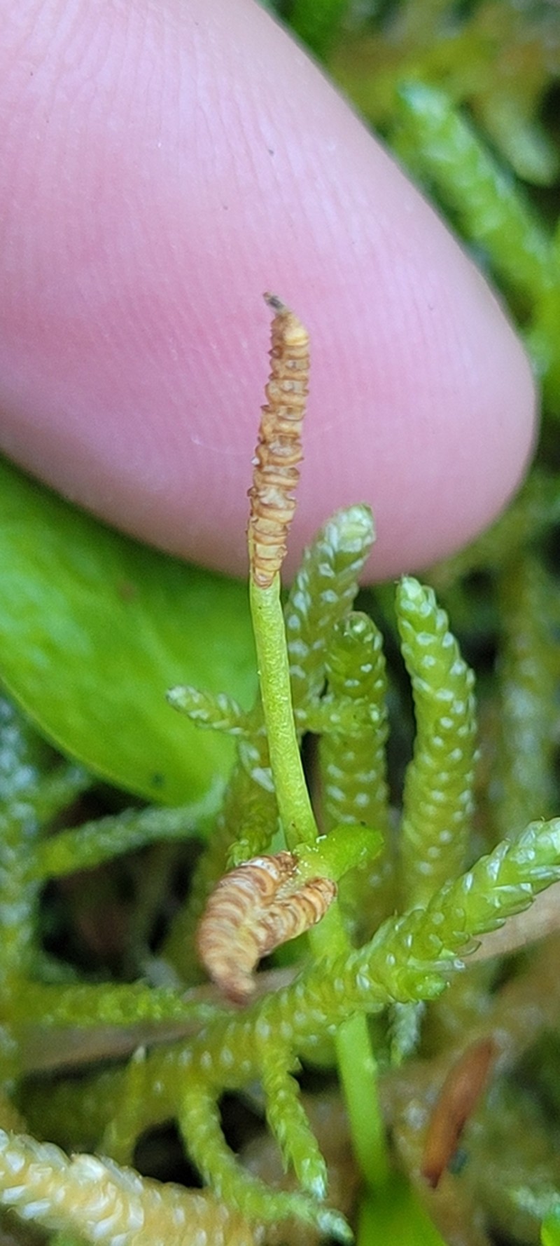 Ophioglossum coriaceum photo 6