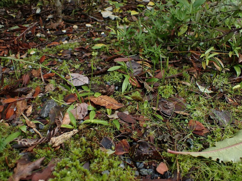 Ophioglossum coriaceum photo 7