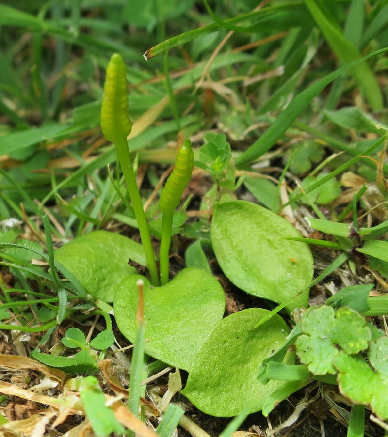 Ophioglossum coriaceum photo 8