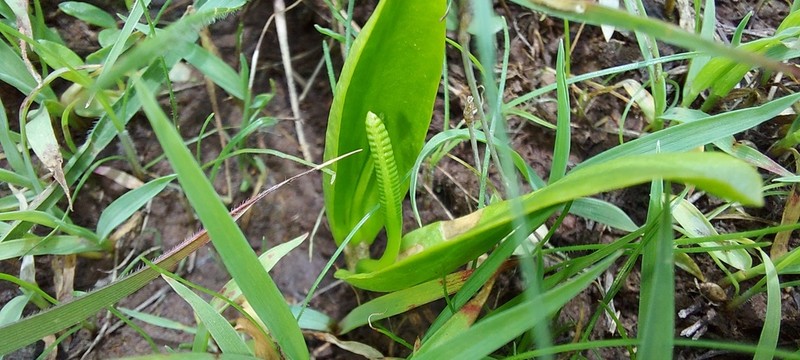 Ophioglossum costatum