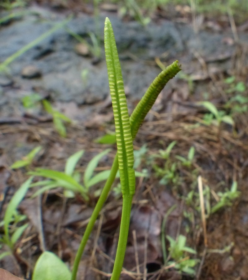 Ophioglossum costatum photo 2