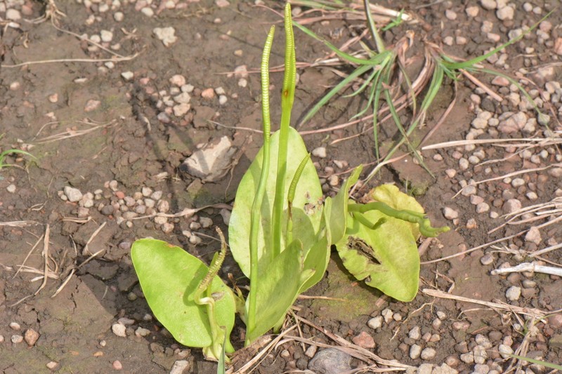 Ophioglossum costatum photo 3