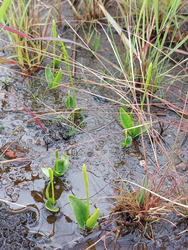 Ophioglossum costatum photo 4