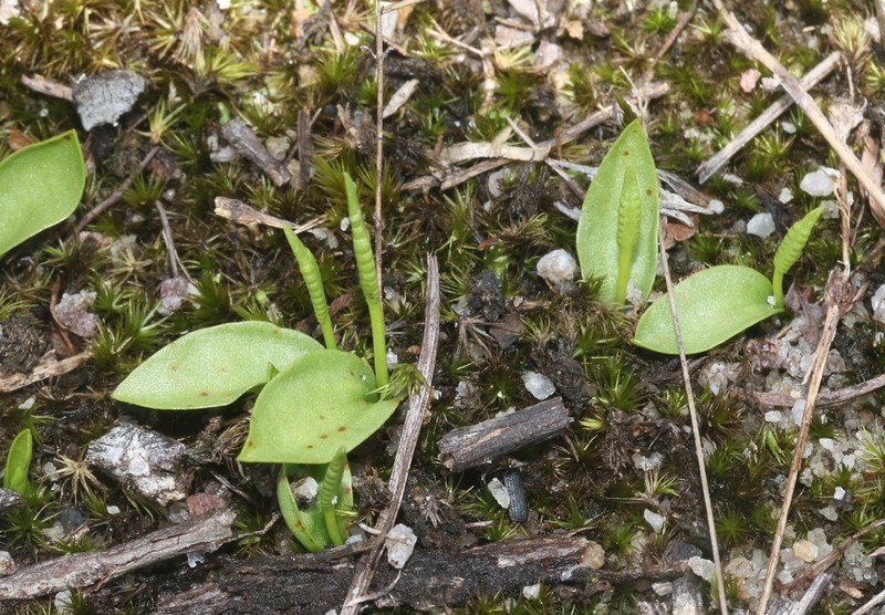 Ophioglossum costatum photo 5