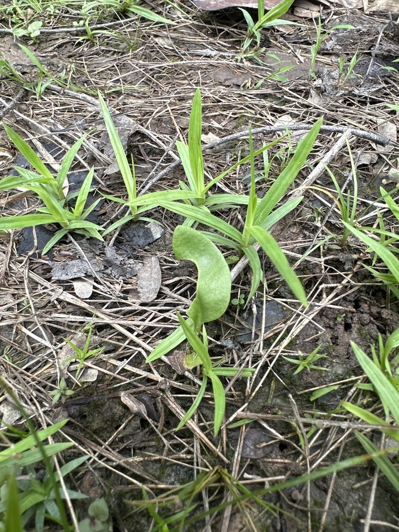 Ophioglossum costatum photo 6