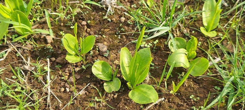 Ophioglossum costatum photo 7