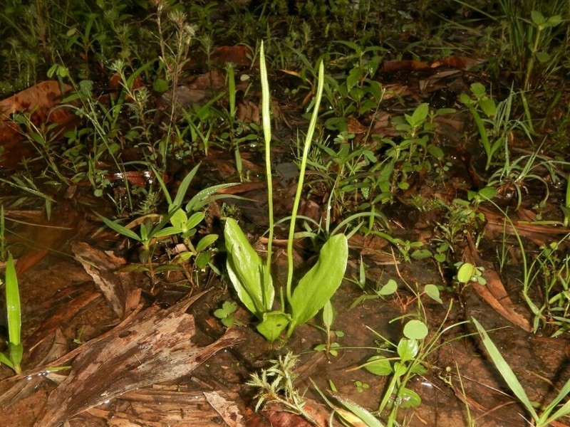 Ophioglossum costatum photo 8