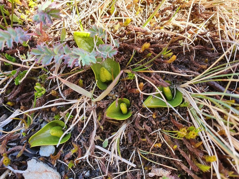 Bulbous Adderstongue photo 5