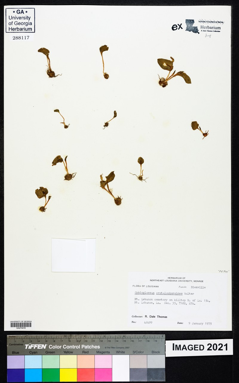 Ophioglossum crotalophoroides var. crotalophoroides photo 2