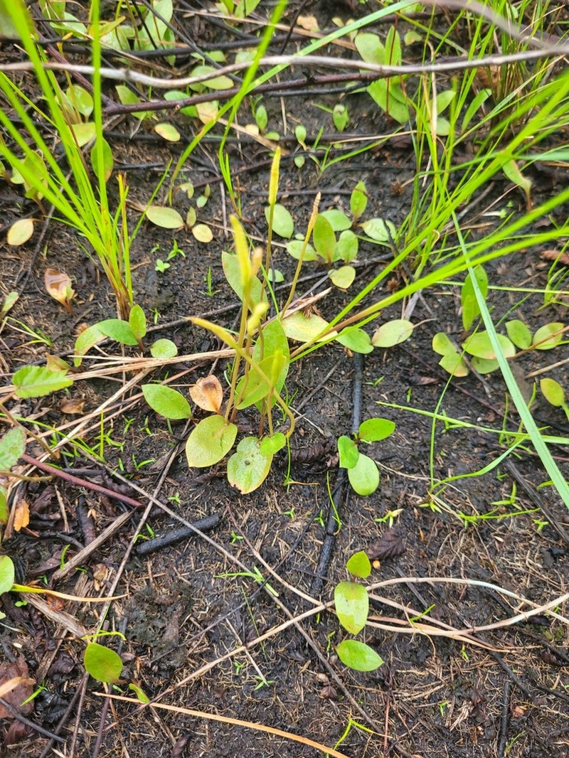 Ophioglossum ellipticum