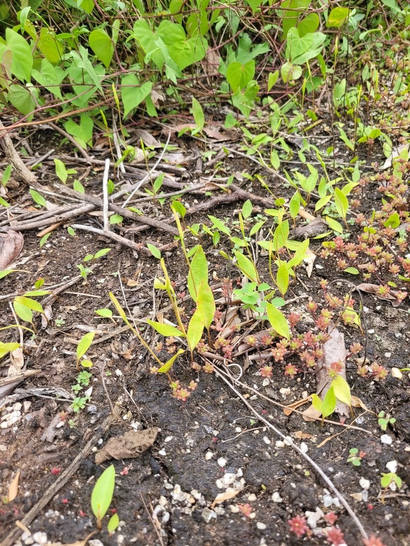 Ophioglossum ellipticum photo 2
