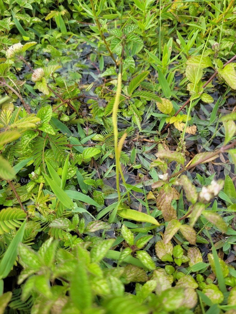 Ophioglossum ellipticum photo 3