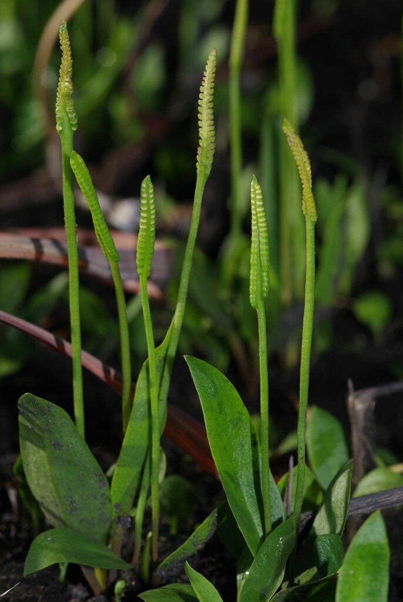 Ophioglossum ellipticum photo 4