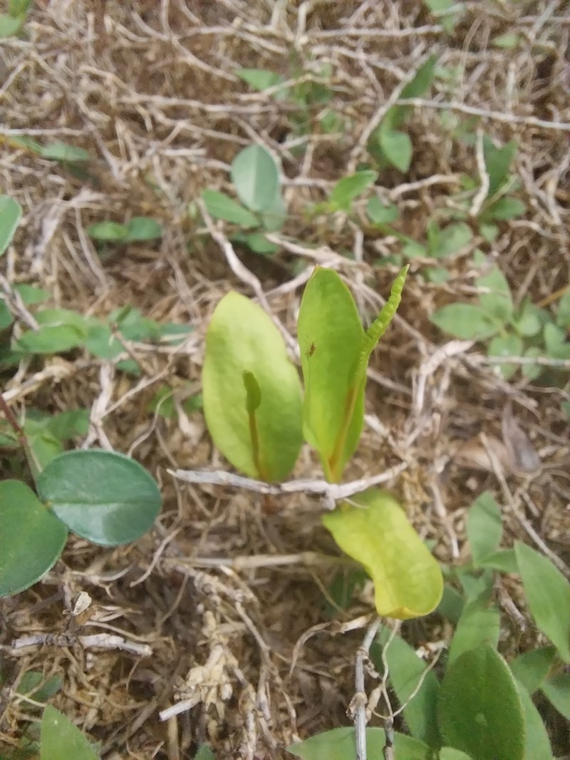 Ophioglossum ellipticum photo 5