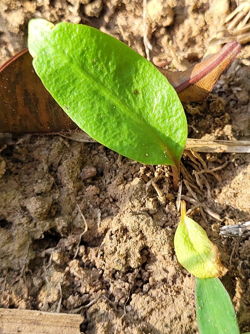 Ophioglossum ellipticum photo 6