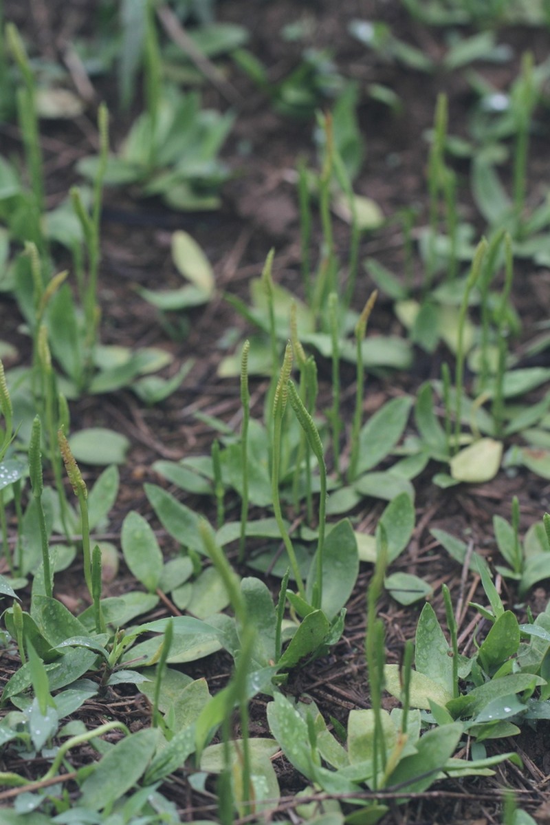 Ophioglossum ellipticum photo 7