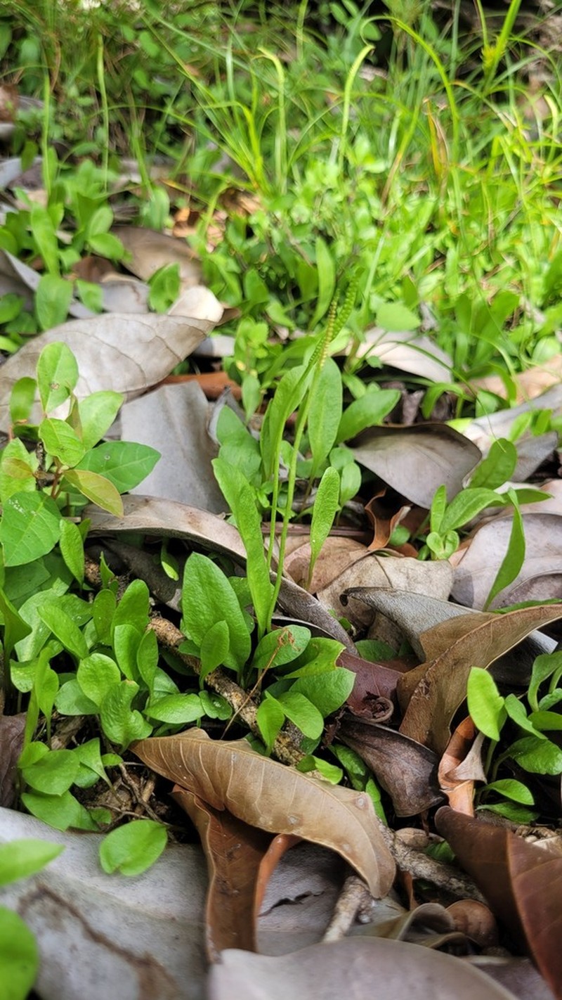 Ophioglossum ellipticum photo 8