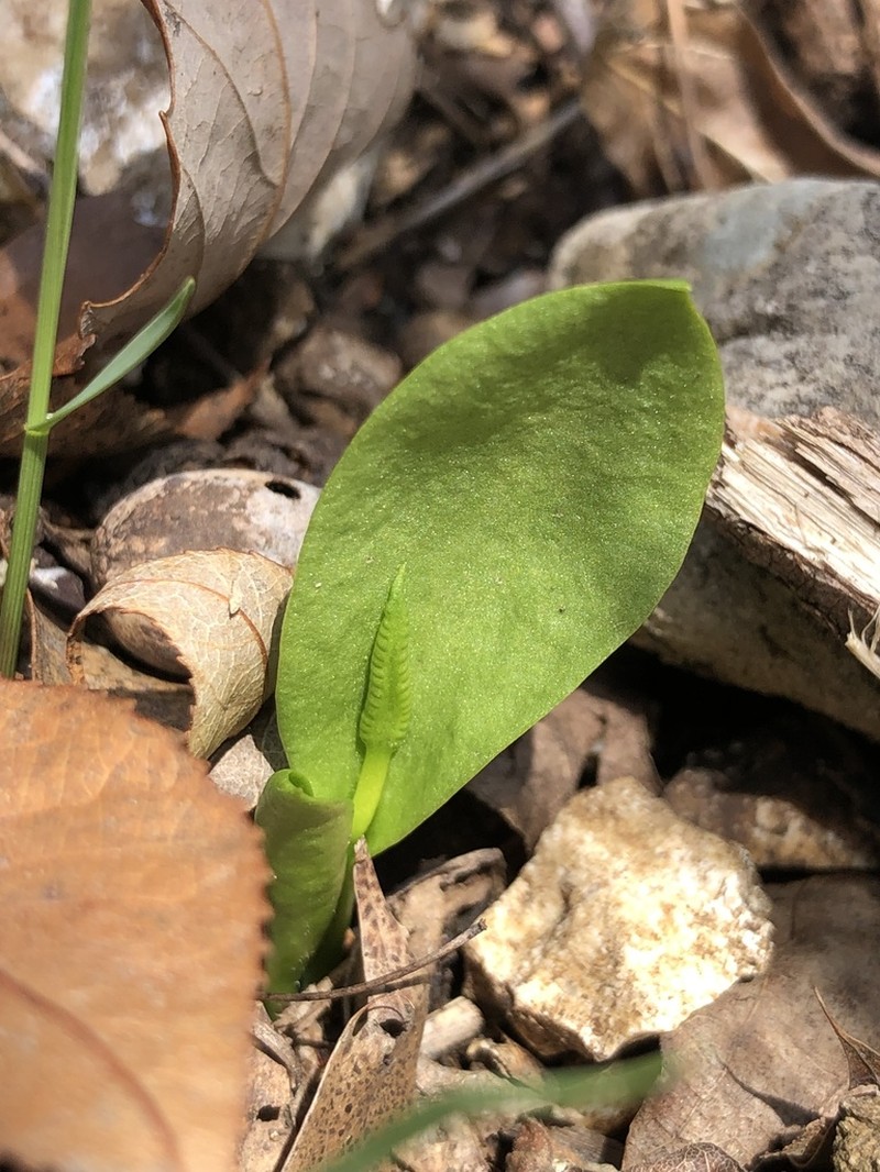 Limestone Adderstongue photo 2